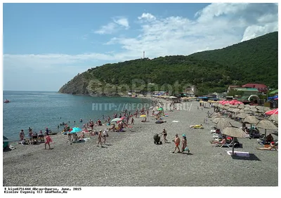 Фото истерзанной собаки шокировали жителей Новороссийска — 01.07.2015 — В  России на РЕН ТВ