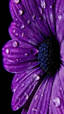 purple #фиолетовый #aesthetic #эстетика #обои #wallpaper #foundalighter |  Фиолетовые фоны, Фиолетовые обои, Настенные картины