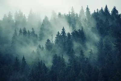 Фото обои лес в тумане фото