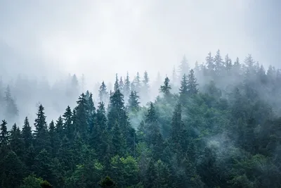 Фотообои флизелиновые Dekor vinil 300x260 см Таинственный лес в тумане  9038dv по цене 6600 ₽/шт. купить в Москве в интернет-магазине Леруа Мерлен