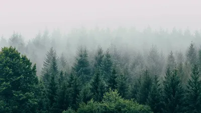 Купить фотообои лес в тумане в интернет магазине \"Дом Обоев\"