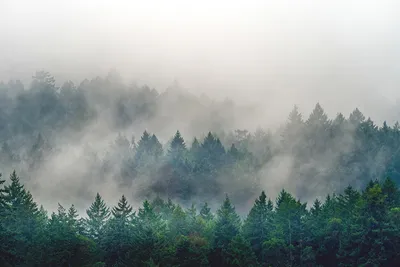 Фотообои Дымка над лесом №34103 - цена, фото, отзывы | АВС-Decor