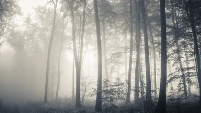Скачать 1920x1080 лес, туман, склон, сосны, хвойный обои, картинки full hd,  hdtv, fhd, 1080p