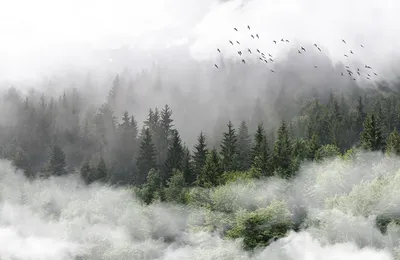 Скачать обои лес, деревья, чб, туман, осень, раздел природа в разрешении  1366x768 | Лес, Туман, Туманный лес