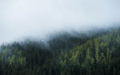 Лес в тумане\" Фотообои на стену. Фотообои для спальни, комнаты отдыха.  Мягкие и пышные туманные облака.