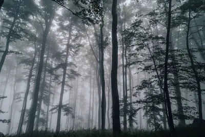Фотообои и фрески - Арт. 21075 - Лес в тумане