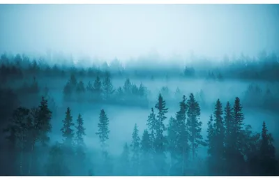 Фотообои Лес в тумане», (арт. 27957) - купить в интернет-магазине Chameleon