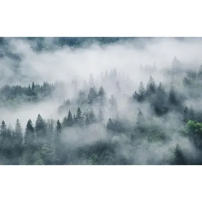 Скачать 1920x1080 лес, туман, деревья, горы, кроны, верхушки обои, картинки  full hd, hdtv, fhd, 1080p