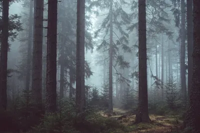 Лес в тумане фотообои купить на заказ, цены в Украине - Miray