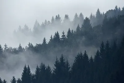Скачать обои деревья, природа, лес, туман, ели разрешение 1920x1200 #138315