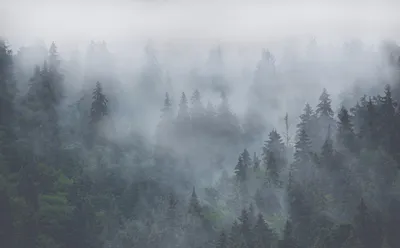 Обои лес в тумане на стену купить в студии Alltowall. Обои на заказ -  печать бесшовных дизайнерских обоев для стен по своему рисунку