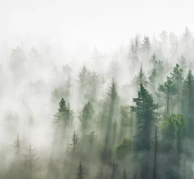 Фотообои Туман над сосновым лесом купить в Москве, Арт. 9-964 в  интернет-магазине, цены в Мастерфресок