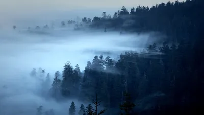 Фотообои Туман в зеленом лесу купить недорого | Фотообои Лес в тумане |  Интерьеры спальни, Главные спальни, Роскошные спальни