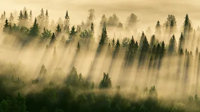 Купить Фотообои лес в тумане деревья туман 184x254: отзывы, фото и  характеристики на Aredi.ru (9999924386)