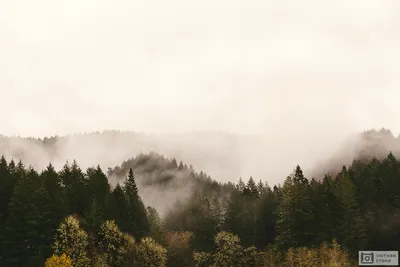 Фотообои 254x184 см Природа Горы Лес в тумане (14099P4)+клей купить по цене  850,00 грн