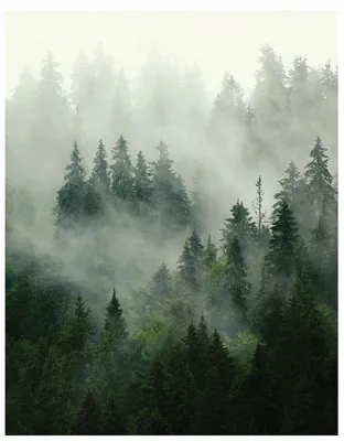 Фотообои \"Зеленый лес в тумане\" - Арт. 151147 | Купить в интернет-магазине  Уютная стена
