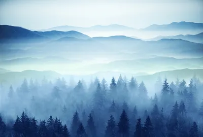 Купить фотообои лес в тумане в интернет магазине \"Дом Обоев\"