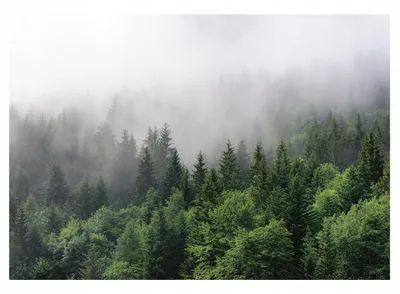 Туманный лес горы - 63 фото