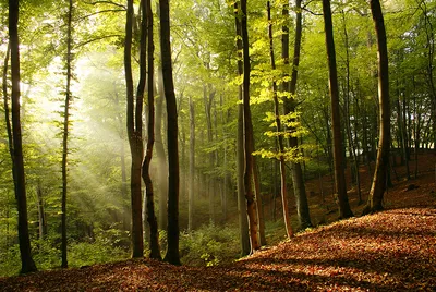 Фотообои флизелиновые туманный лес, моющиеся обои лофт, размеры на заказ,  туманный лес, горы, природа, фотообои лофт | AliExpress