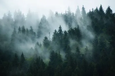 Купить фотообои Туманный лес с оленями (#7882) | заказать в каталоге  интернет магазина с ценой и фото