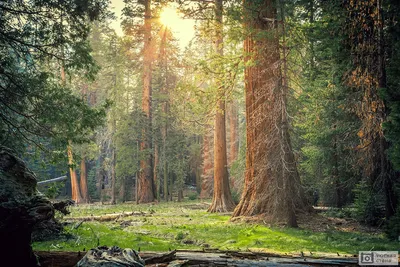 Фотообои \"Лес с гигантскими секвойями\" - Арт. 150052 | Купить в  интернет-магазине Уютная стена
