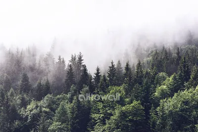 Фотообои на стену BRUSH STUDIO \"Туманный лес\" 400x250 см. - купить по  выгодной цене в интернет-магазине OZON (536636186)