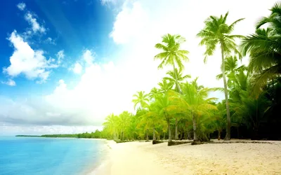 Обои на телефон: Море, Пляж, Пальмы, Горизонт, Океан, Пальма, Тропический,  Бирюзовый, Земля/природа, 1305773 скачать картинку бесплатно.
