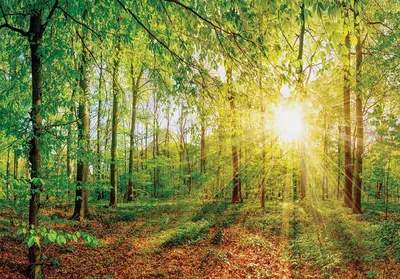 3d фото обои природа деревья 368 x 280 см Весенний лес в лучах солнца  (13462P10)+клей (ID#1400015285), цена: 1400 ₴, купить на Prom.ua