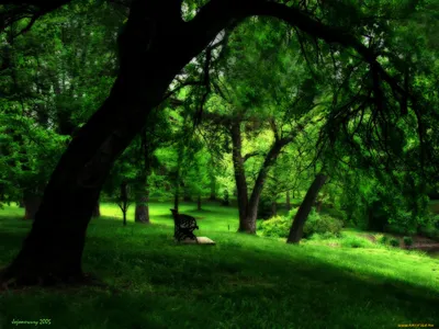 Флизелиновые фото обои лес 312x219 см 3д Деревья Пейзаж Природа Река  (10222VEXXL)+клей по цене 1400,00 грн