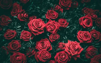 Фото обои розы красные фото