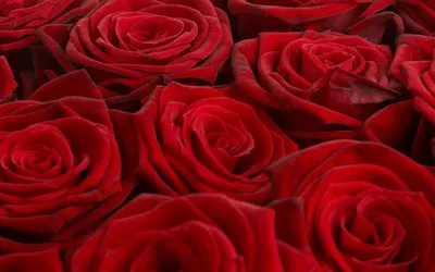 Красные розы Фоновые обои · Бесплатные стоковые фото
