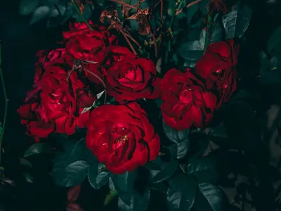 Скачать обои розы, красные, букет, roses, red разрешение 1920x1080 #44404