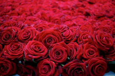 Красные розы | Red roses, Flowers bouquet gift, Red roses wallpaper