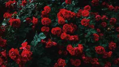 Фотообои 3D Красные розы и брызги воды Nru41092 купить на заказ в  интернет-магазине
