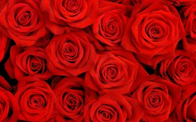Фотообои Красные, розовые и оранжевые розы Nru74346 купить на заказ в  интернет-магазине