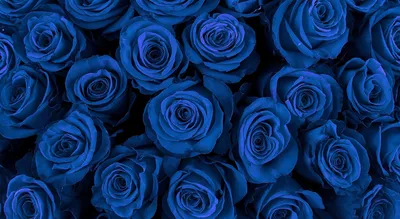 Обои Цветы Розы, обои для рабочего стола, фотографии цветы, розы, красные,  with, love, romantic, flowers, red, roses Обои для рабочего стола, скачать обои  картинки заставки на рабочий стол.