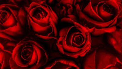 Красные розы на заставку - 69 фото
