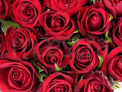 Скачать обои цветы, розы, красные, куст, flowers разрешение 2048x1365  #138482