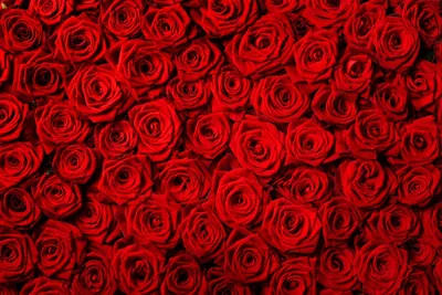 Флизелиновые фотообои PRIMAVERA Красные розы 4х2.7 м PV-1249-P4 - выгодная  цена, отзывы, характеристики, фото - купить в Москве и РФ