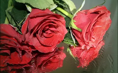 Фотообои Красные розы насыщенные купить в Москве, Арт. 10-294 в  интернет-магазине, цены в Мастерфресок