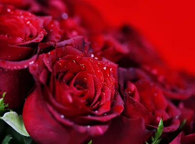 Купить фотообои Красные розы «Розы красные» | PINEGIN
