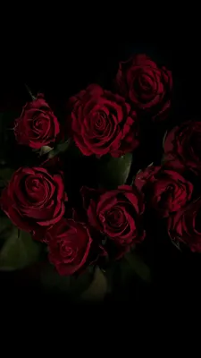 Обои капли, много, букет, розы, красные на рабочий стол