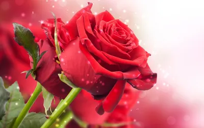 3D Фотообои «Красные розы в перьях» - купить в Москве, цена в  Интернет-магазине Обои 3D