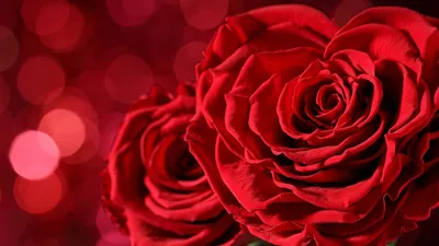 3D Фотообои «Красные розы в перьях» - купить в Москве, цена в  Интернет-магазине Обои 3D
