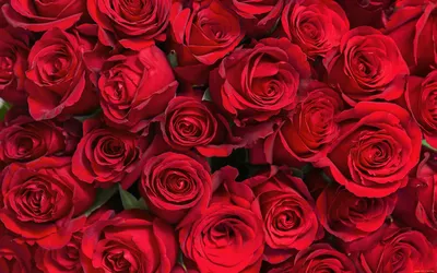 Скачать обои и картинки роза, розы, красные, капли, роса, вода для рабочего  стола в разрешении 1600x1200