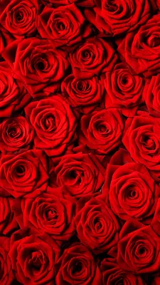 Скачать 1920x1200 розы, красные, букет, черный фон обои, картинки 16:10