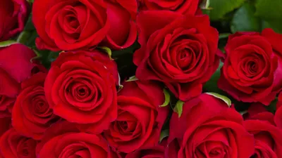 Красные розы обои на телефон - фото и картинки abrakadabra.fun