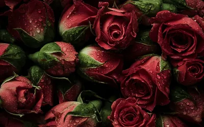 Многие красные розы коллаж обои Стоковое Изображение - изображение  насчитывающей розы, подарок: 157760903