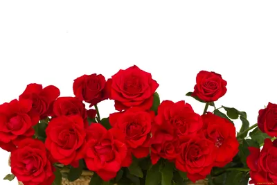 Скачать обои цветы, бутоны, розы, красные, букет разрешение 1920x1080 #71160