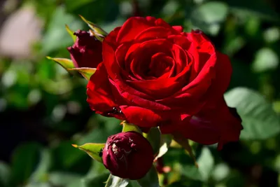 Скачать обои цветы, бутоны, фон, розы, красные разрешение 1280x800 #242946
